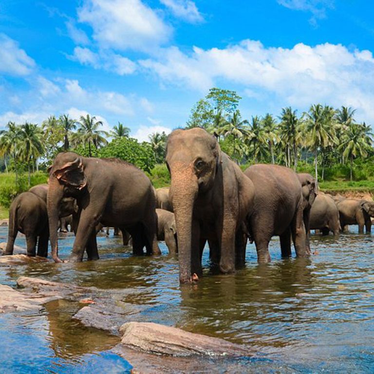 Pinnawala